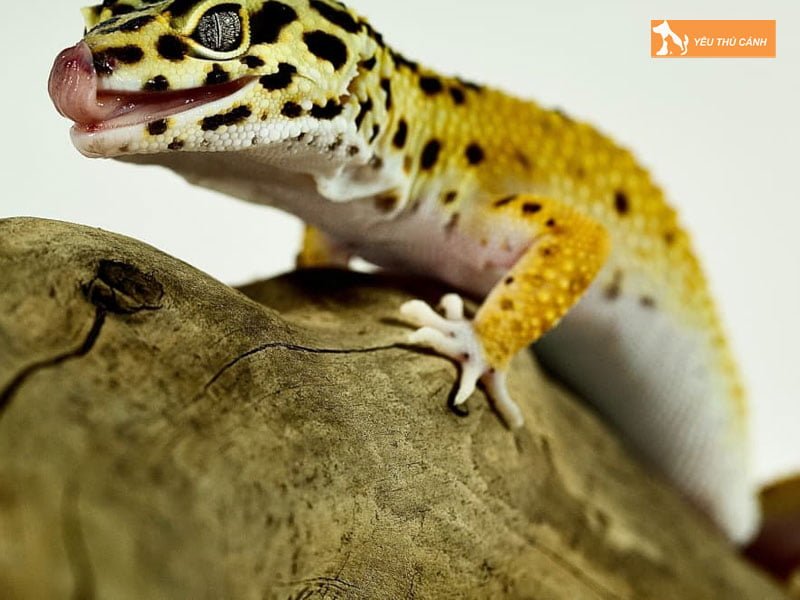 kinh-nghiem-nuoi-leopard-gecko-dung-cach-thucanh