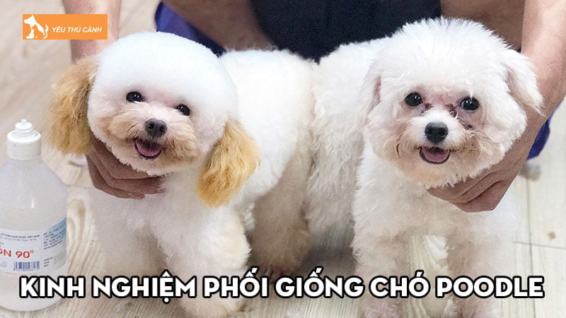 Kinh nghiệm phối giống chó Poodle cực hữu ích cho các chủ nuôi