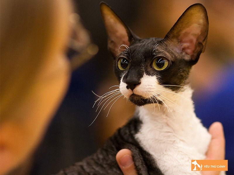 meo-cornish-rex-thucanh