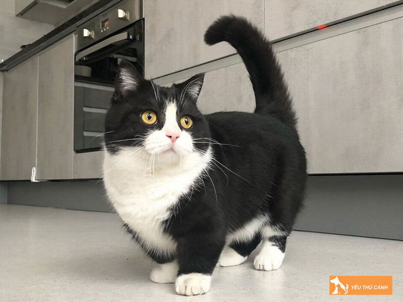 meo-munchkin-den-trang-thucanh