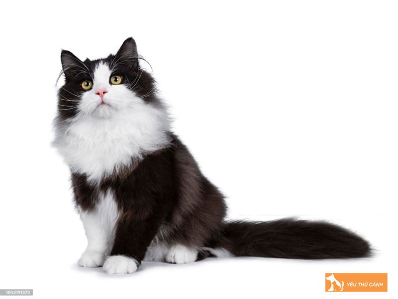 meo-siberian-den-trang-thucanh