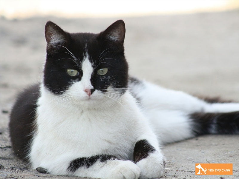 meo-trang-dom-den-la-gi-thucanh