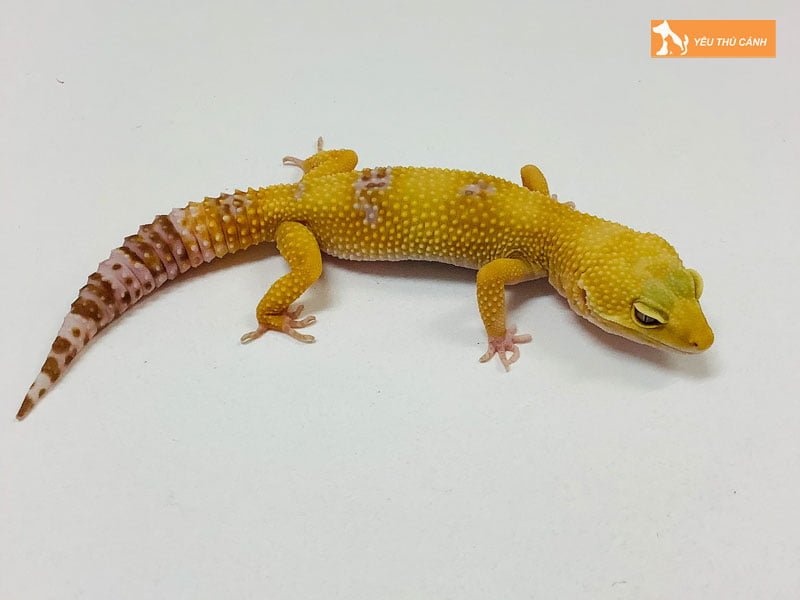 mot-vai-dac-diem-cua-leopard-gecko-1-thucanh