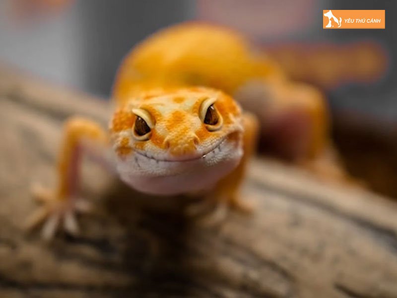 mot-vai-dac-diem-cua-leopard-gecko-thucanh