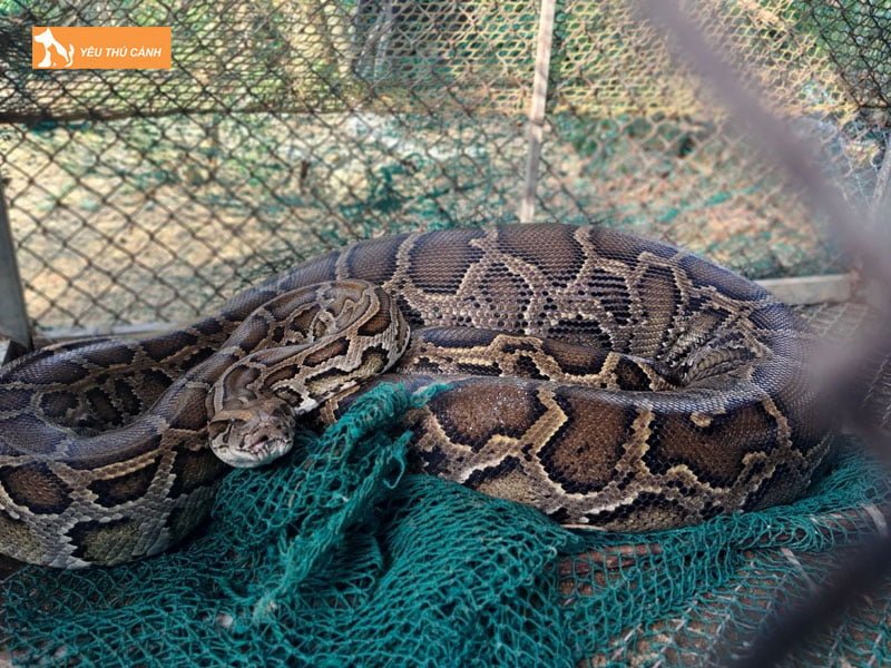 mot-vai-net-ve-loai-tran-gam-thucanh