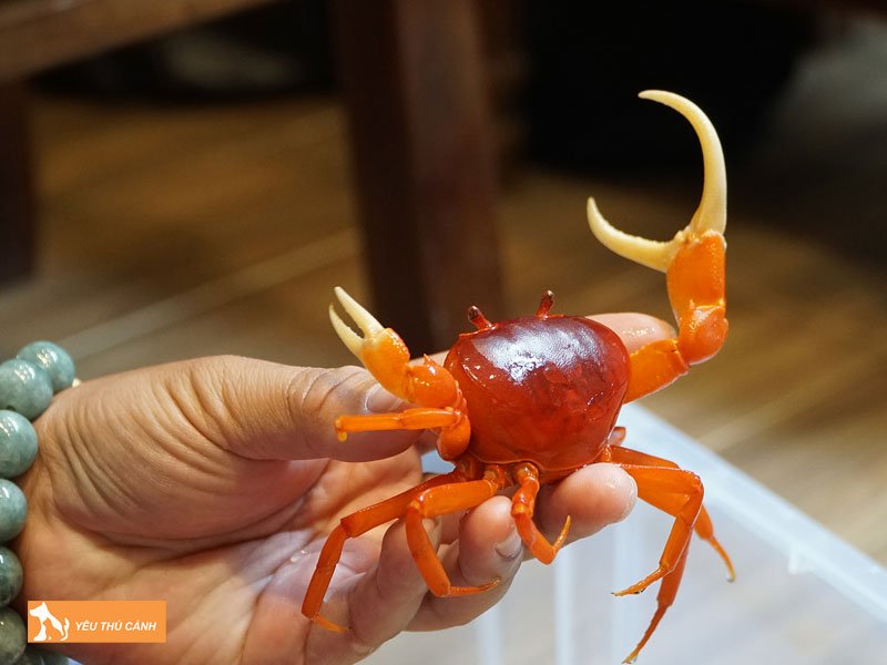 mot-vai-thong-tin-ve-cua-canh-thucanh