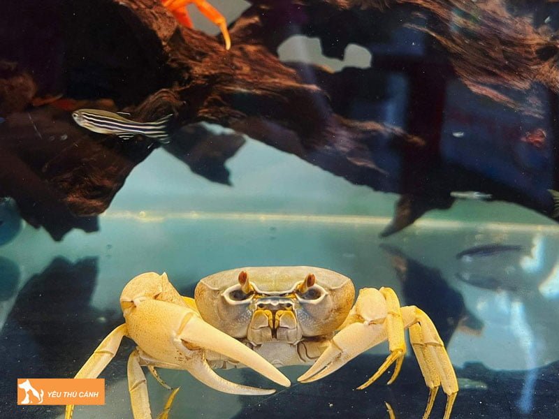 nhung-loai-cua-canh-duoc-ua-chuong-khi-nuoi-thucanh