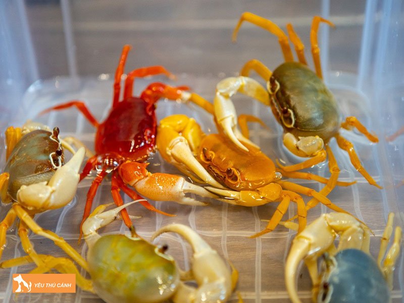 nhung-luu-y-khi-nuoi-cua-canh-thucanh