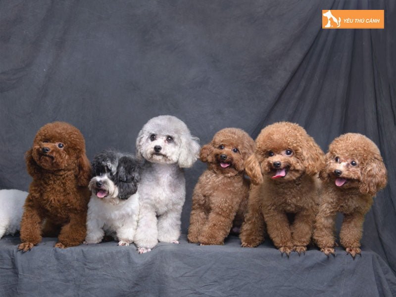 quy-trinh-phoi-giong-poodle-dat-chuan-thucanh