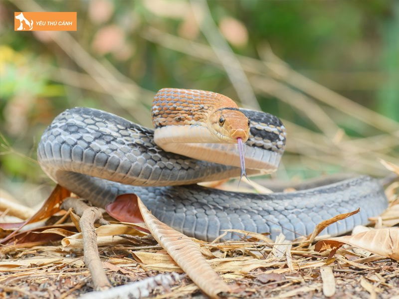 ran-ho-ngua-la-con-gi-co-doc-khong-thucanh