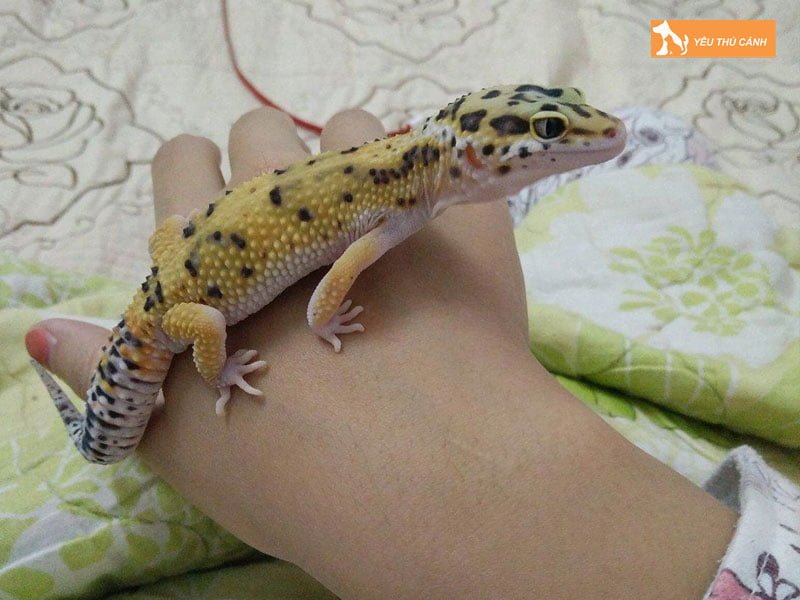 than-lan-da-bao-la-con-gi-thucanh