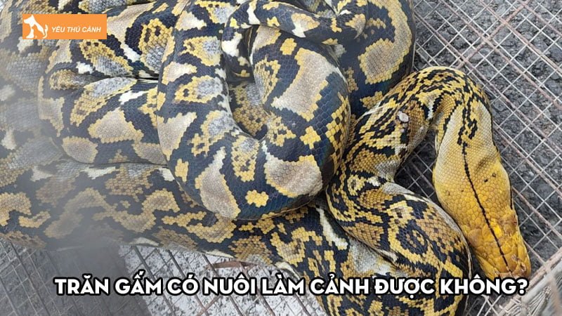 Trăn gấm có nuôi làm cảnh được không? Những điều cần biết khi nuôi