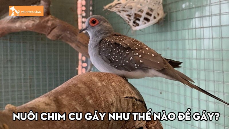 Nuôi chim cu gáy như thế nào để gáy và sinh sản hiệu quả Nuôi chim cu gáy như thế nào để gáy và sinh sản hiệu quả