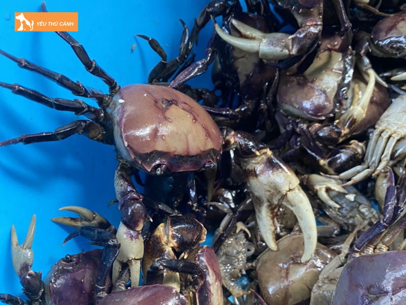 cach-cham-soc-cua-dong-thucanh