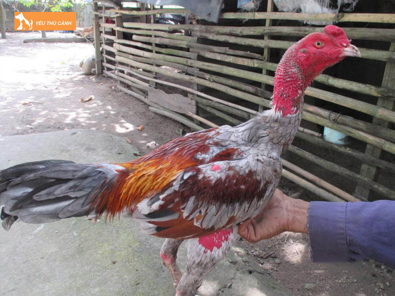 cach-cham-soc-ga-da-1-thucanh