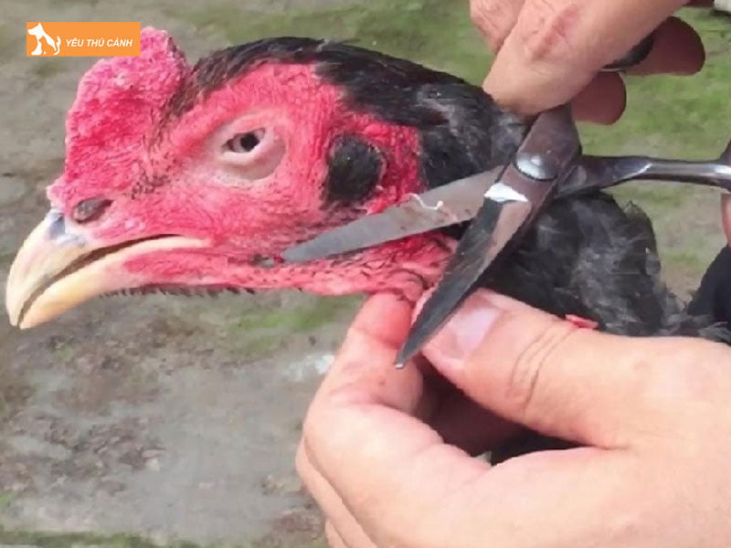 cach-cham-soc-ga-da-thucanh