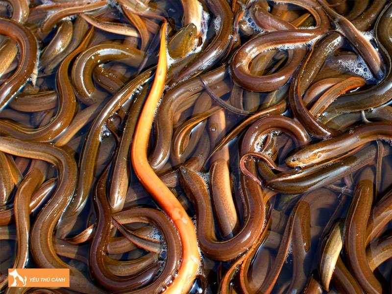 cach-cham-soc-va-quan-ly-luon-1-thucanh