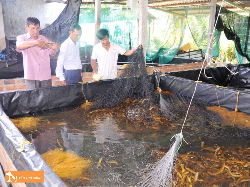 cach-cham-soc-va-quan-ly-luon-thucanh