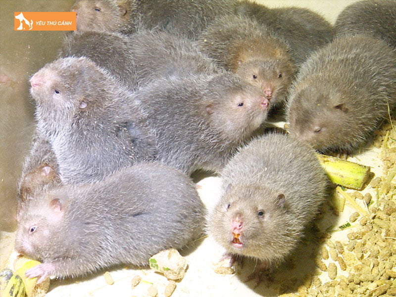 cach-chon-giong-dui-chat-luong-thucanh