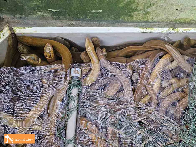 cach-chon-giong-luon-chat-luong-1-thucanh