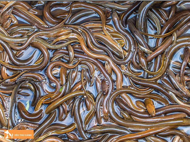 cach-chon-giong-luon-chat-luong-thucanh