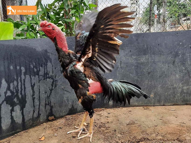 che-do-luyen-tap-cua-ga-da-1-thucanh