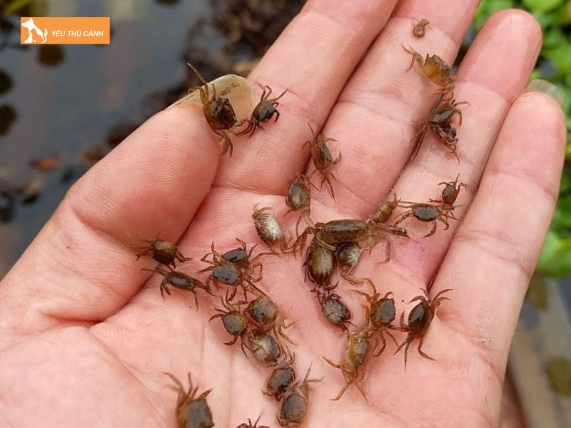 chon-giong-cua-dong-de-nuoi-thucanh