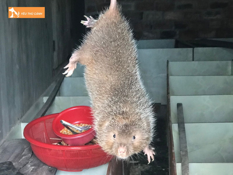 phong-benh-va-dieu-tri-mot-so-benh-thuong-mac-phai-o-dui-thucanh