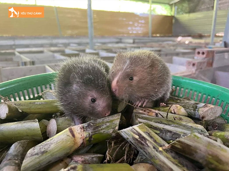 thiet-ke-chuong-nuoi-dui-thucanh