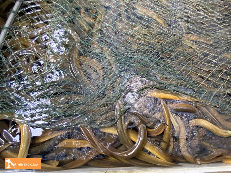 thiet-ke-chuong-nuoi-luon-khong-bun-thucanh