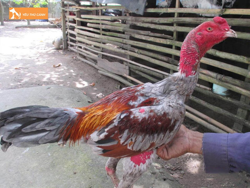 thuc-an-cho-ga-da-thucanh