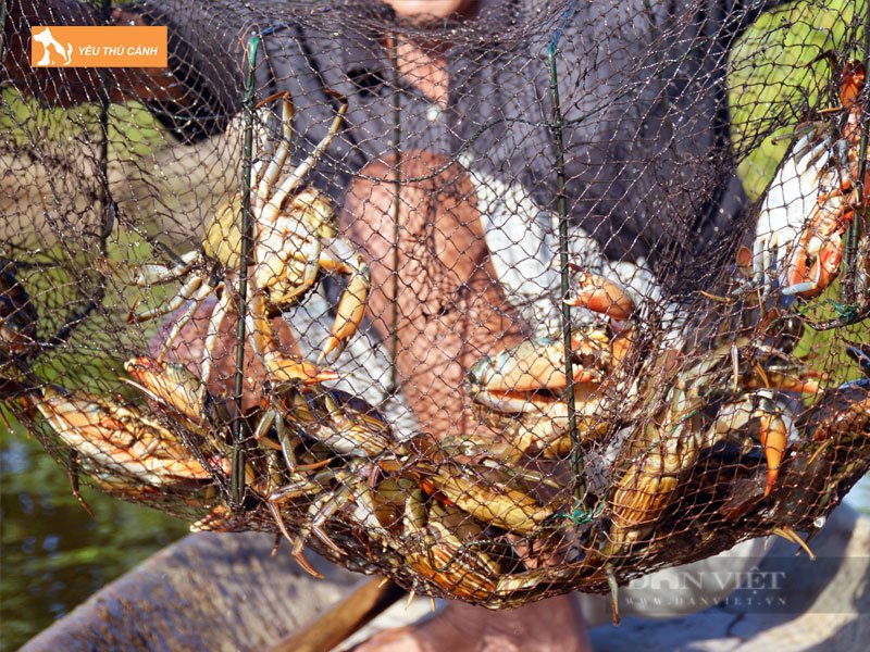 thuc-an-nuoi-cua-dong-cho-ra-nang-suat-cao-thucanh