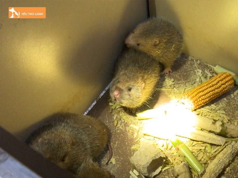 thuc-an-va-khau-phan-an-khi-nuoi-dui-thucanh