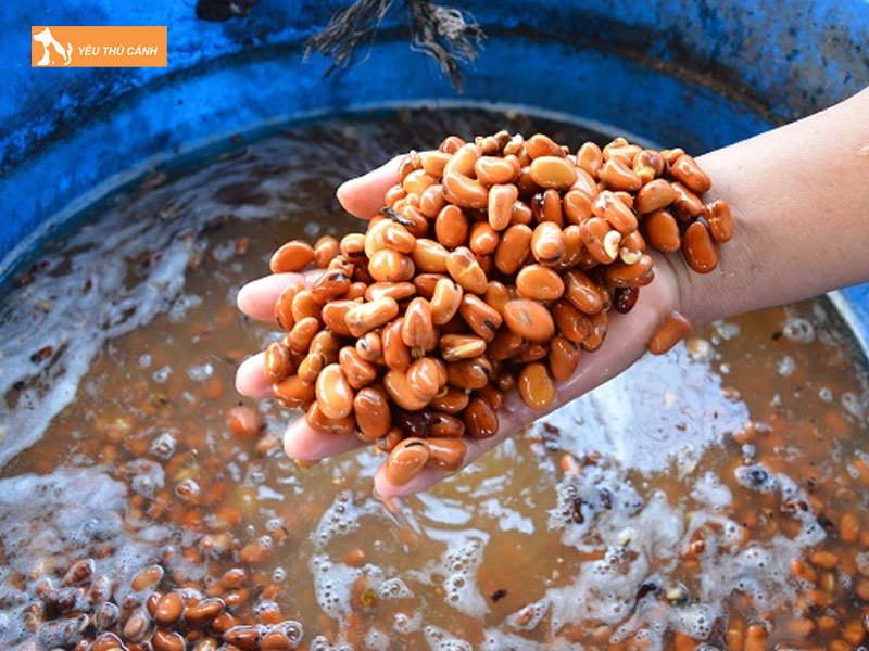 Cach-cho-ca-an-thucanh