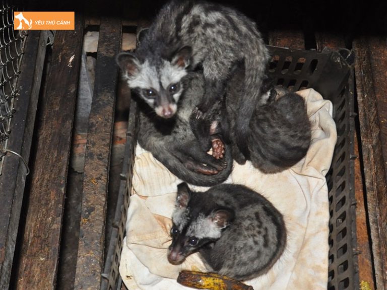 Cách nuôi chồn hương chi phí thấp, đạt giá trị kinh tế cao nhất