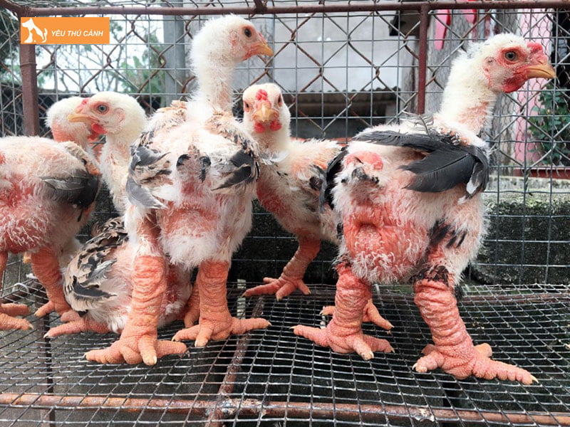 Cach-chon-giong-ga-dong-tao-chuan-thucanh