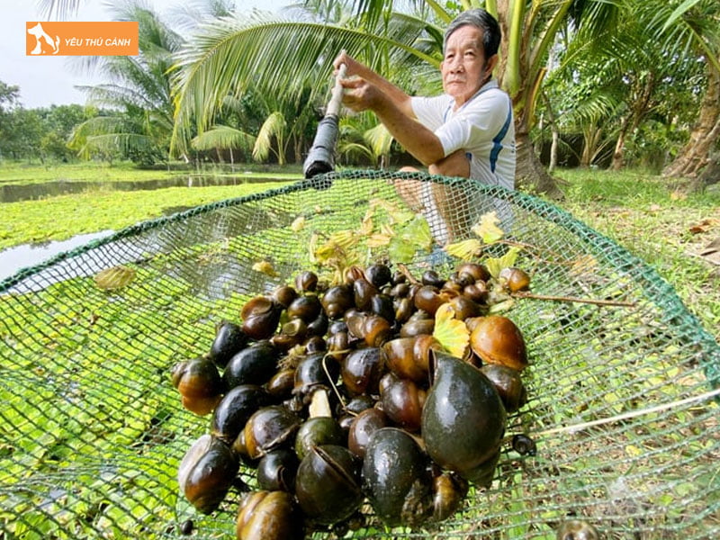 Cach-chon-va-tha-giong-oc-buou-den-thucanh