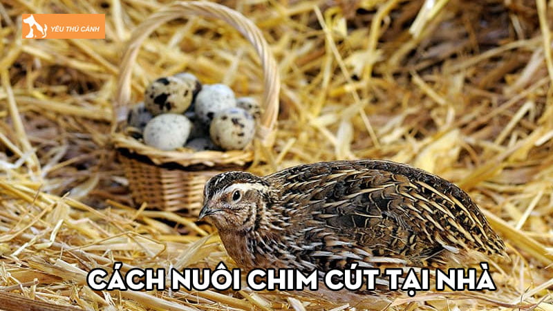 Cách nuôi chim cút tại nhà ít rủi ro, cho hiệu quả kinh tế cao