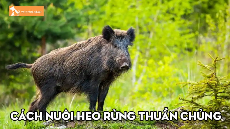 Cach-nuoi-heo-rung-thuan-chung-lon-nhanh-mang-lai-thu-nhap-cao-thucanh