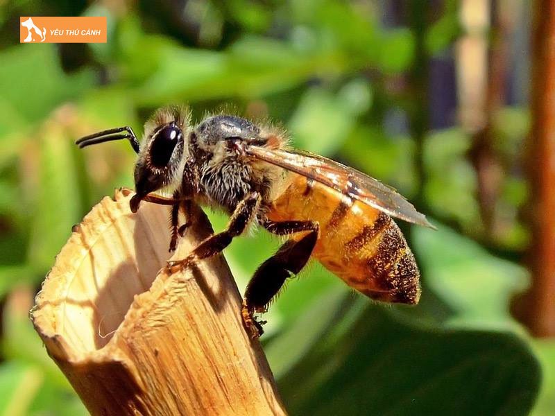 Cach-nuoi-ong-mat-hieu-qua-thucanh