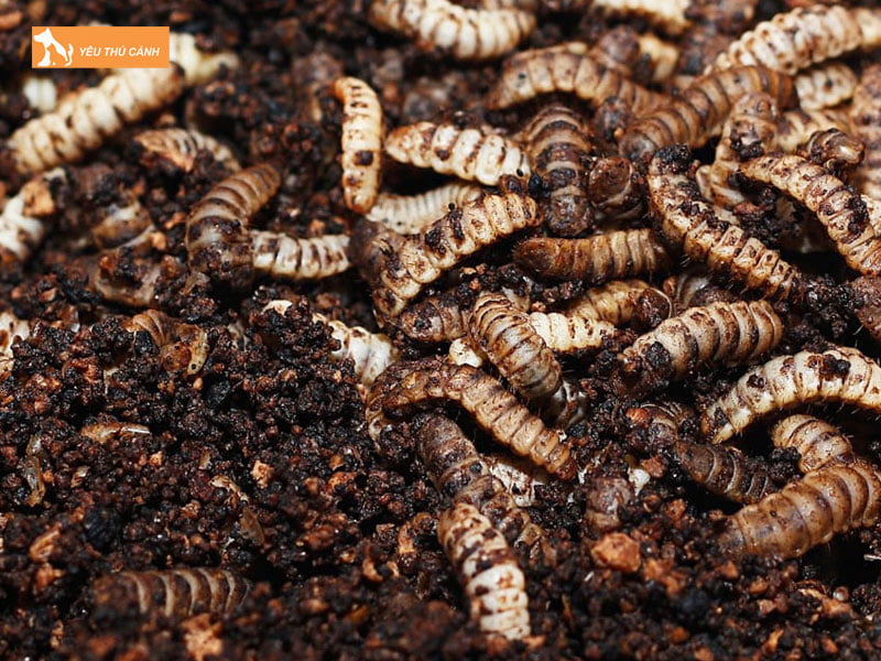 Cach-nuoi-sau-canxi-thucanh