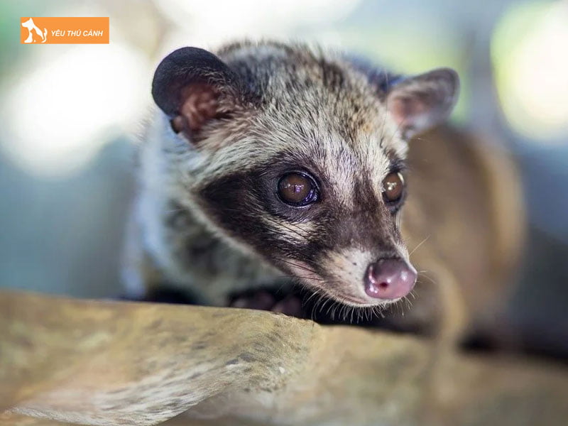 cach-phong-va-tri-benh-cho-cay-huong-thucanh
