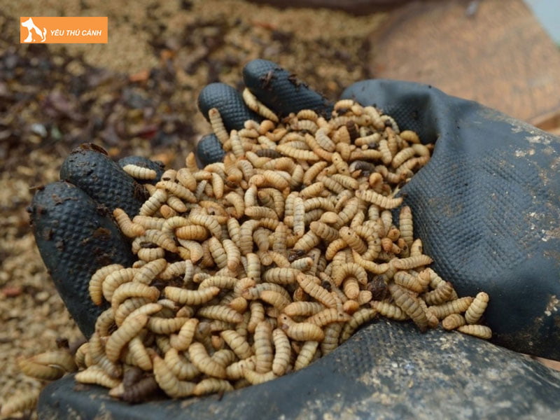 Cach-xay-dung-chuong-nuoi-sau-canxi-thucanh