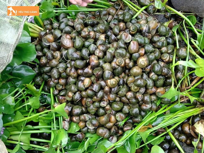 Che-do-dinh-duong-cho-oc-thucanh