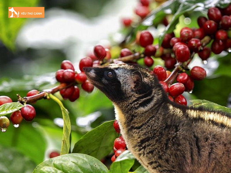 che-do-dinh-duong-cua-chon-huong-thucanh