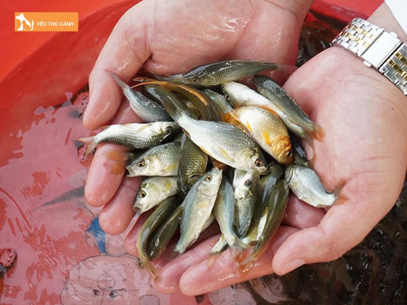 Chon-giong-ca-de-nuoi-thucanh