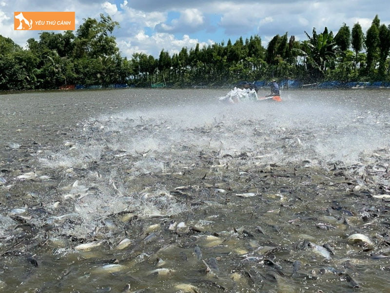 Chuan-bi-ao-nuoi-ca-chep-gion-thucanh