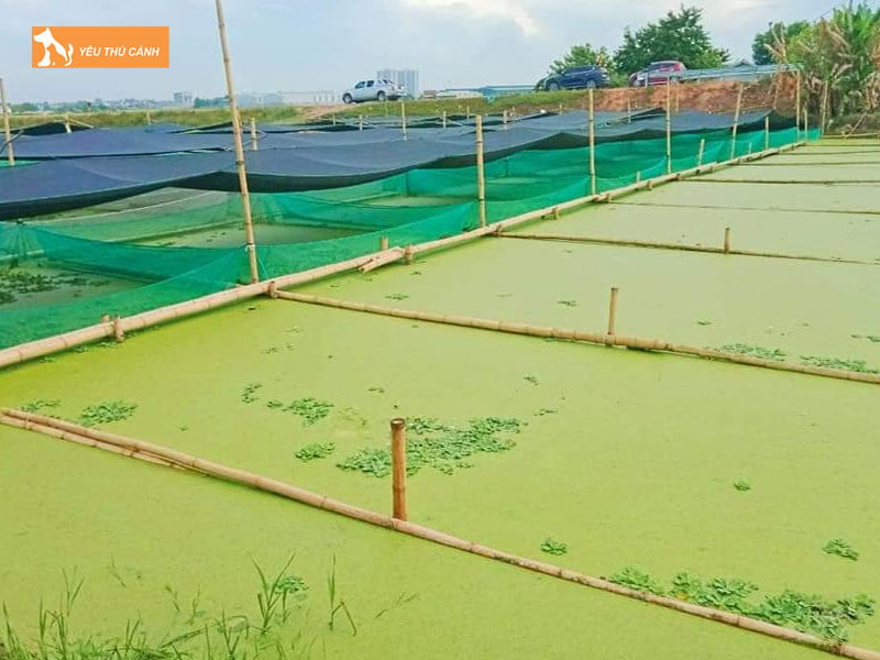 Chuan-bi-ao-nuoi-thucanh