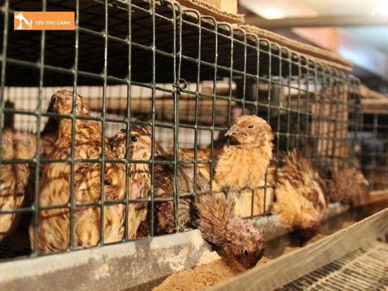 Chuan-bi-chuong-nuoi-chim-cut-thucanh