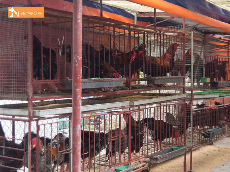 Chuan-bi-chuong-nuoi-thucanh